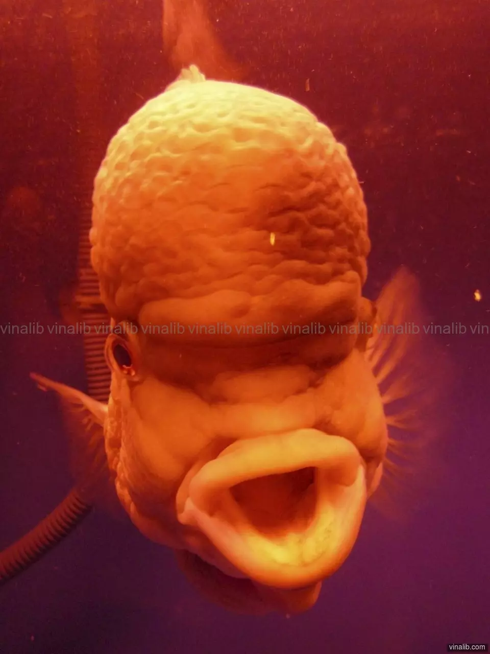 Weird Fish - Vinalib Stock Pictures