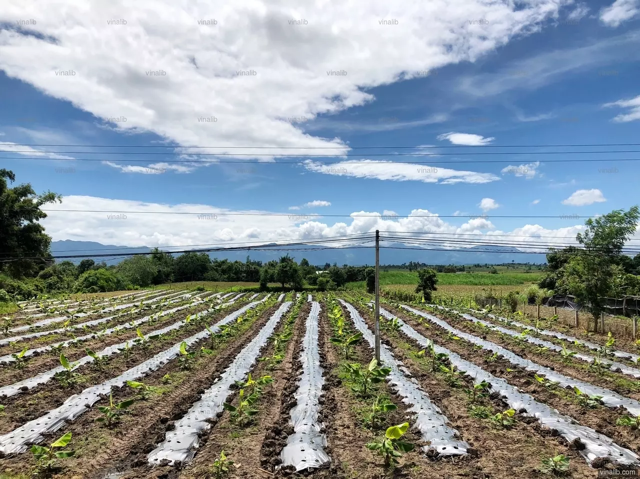 Farming, Gia Lai Province - Vinalib Stock Pictures