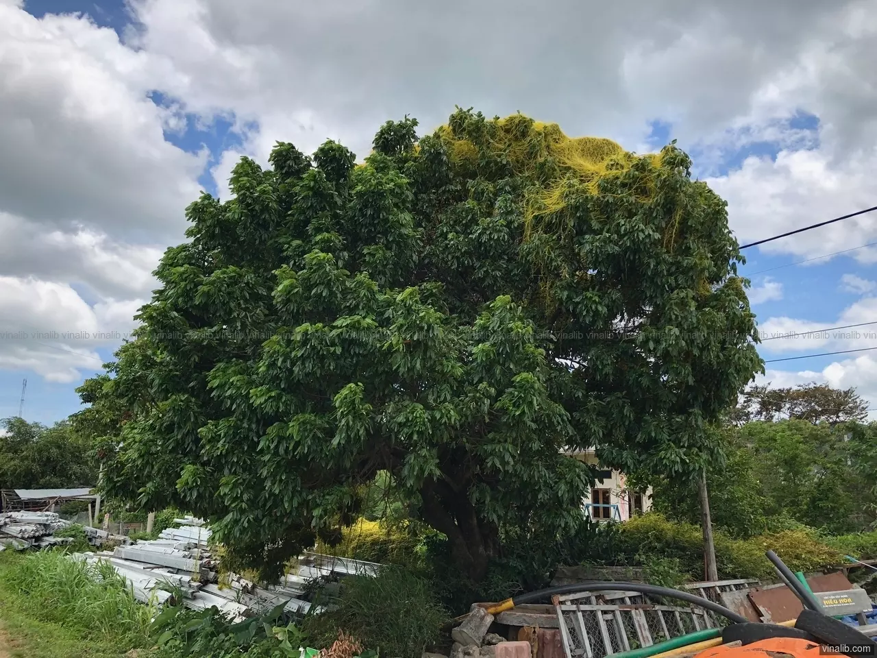 Tree in Gia Lai - Vinalib Stock Pictures