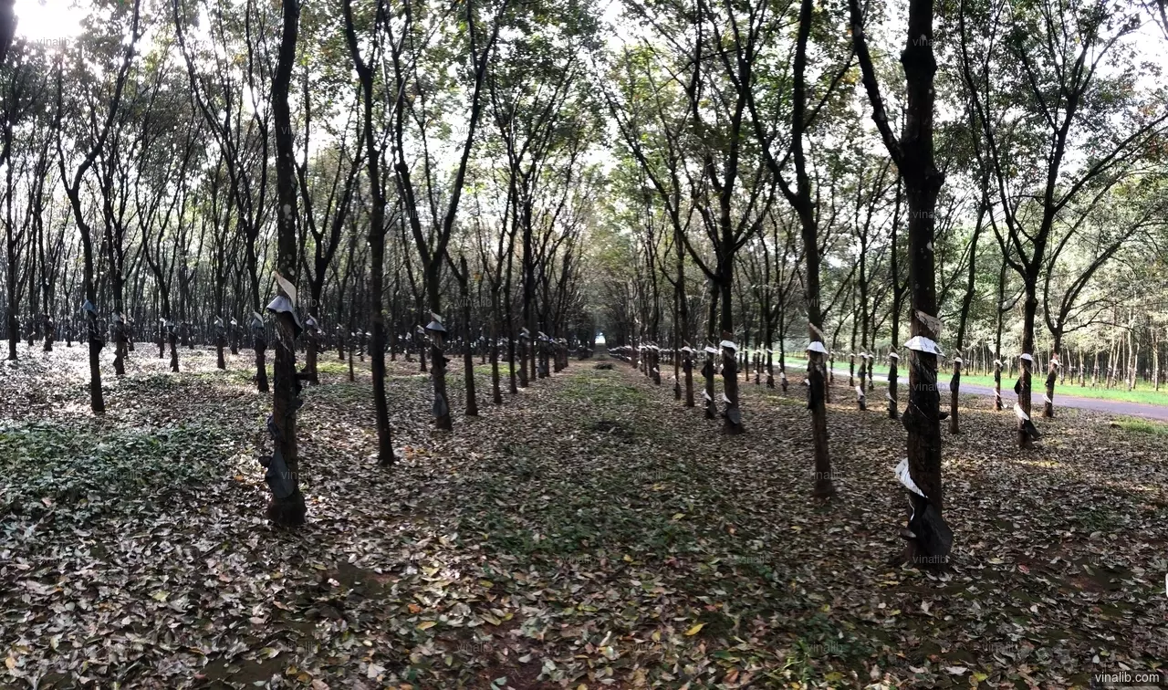 In a rubber tree plantation, Gia Lai province - Vinalib Stock Pictures