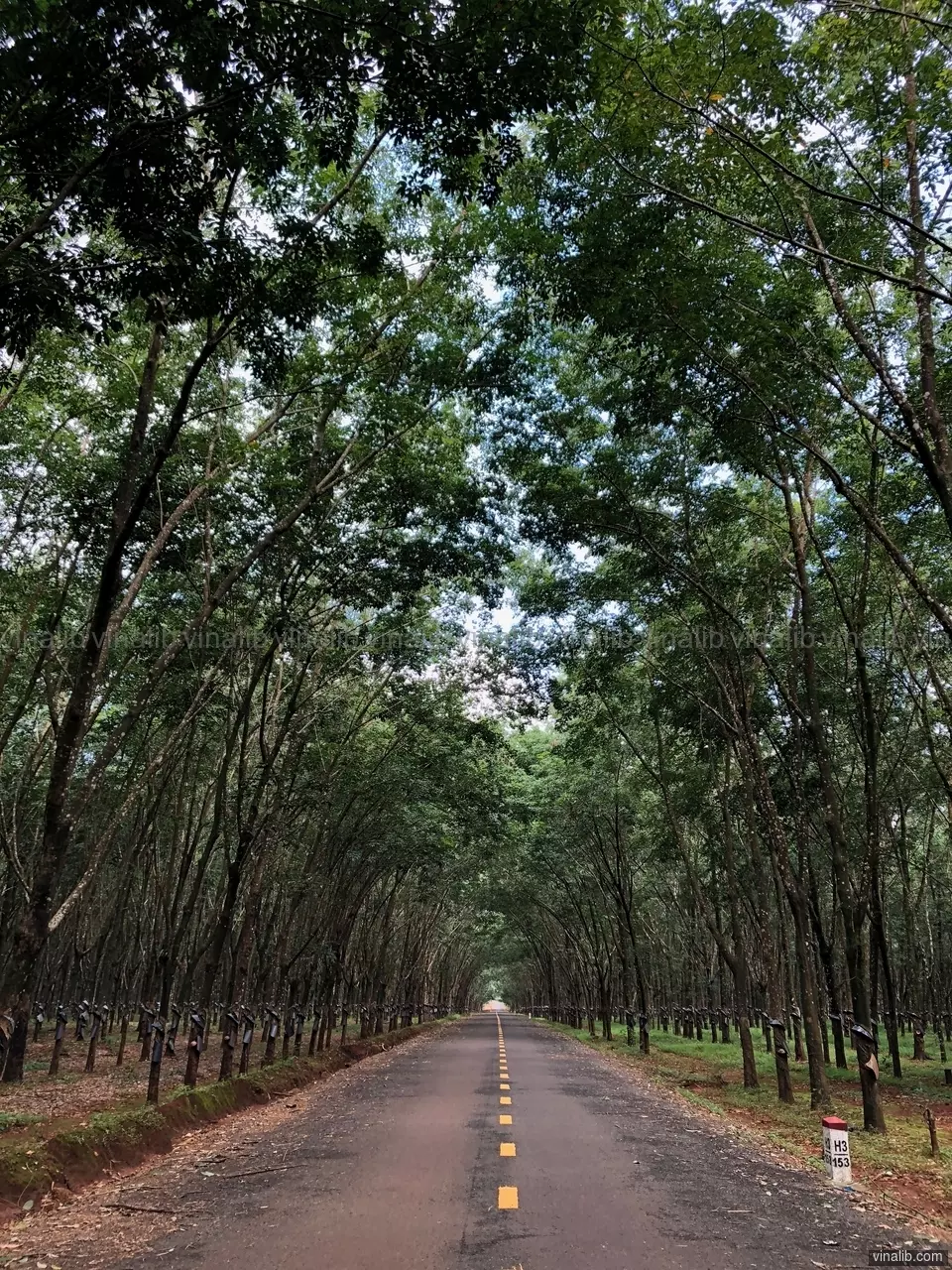 On the road in a rubber tree plantation, Gia Lai province - Vinalib Stock Pictures