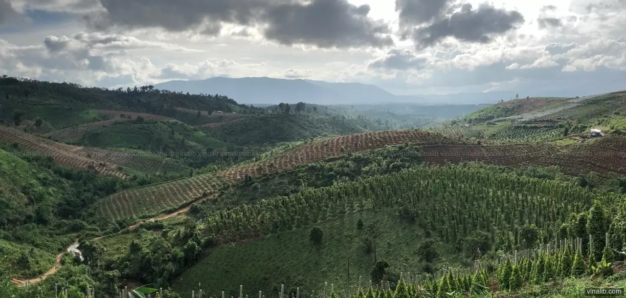 Green highlands, Gia Lai province - Vinalib Stock Pictures