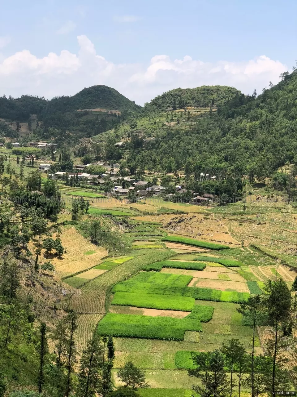 Hemp Fields, Lung Cu, Ha Giang - Vinalib Stock Pictures