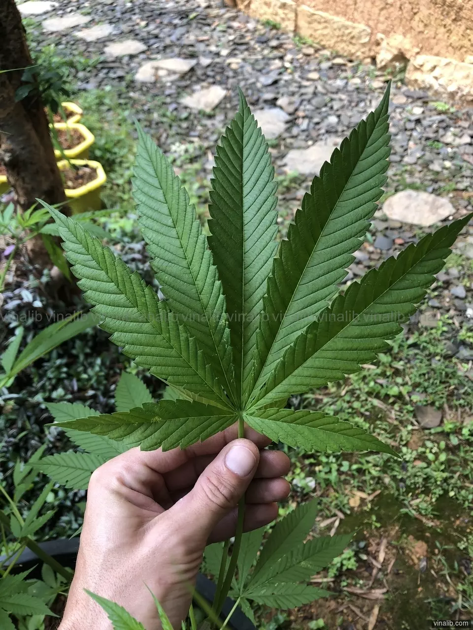 A Hemp leaf in Meo Vac, Vietnam - Vinalib Stock Pictures