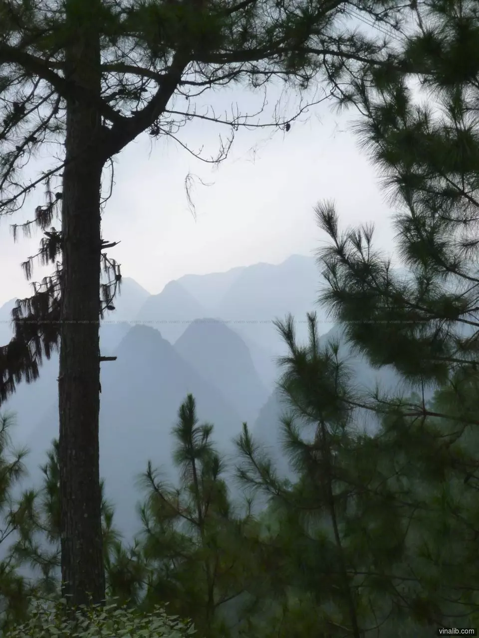 Pine trees in Ha Giang province, Vietnam - Vinalib Stock Pictures