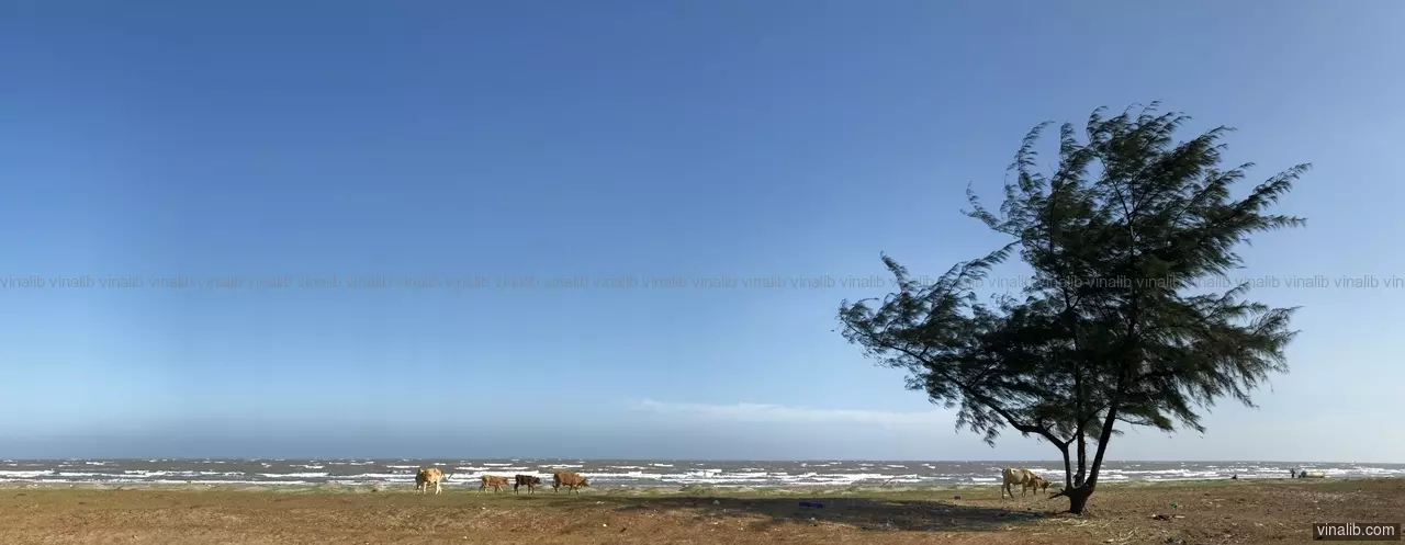 30/4 Beach, Cần Giờ, Hồ Chí Minh - Vinalib Stock Pictures