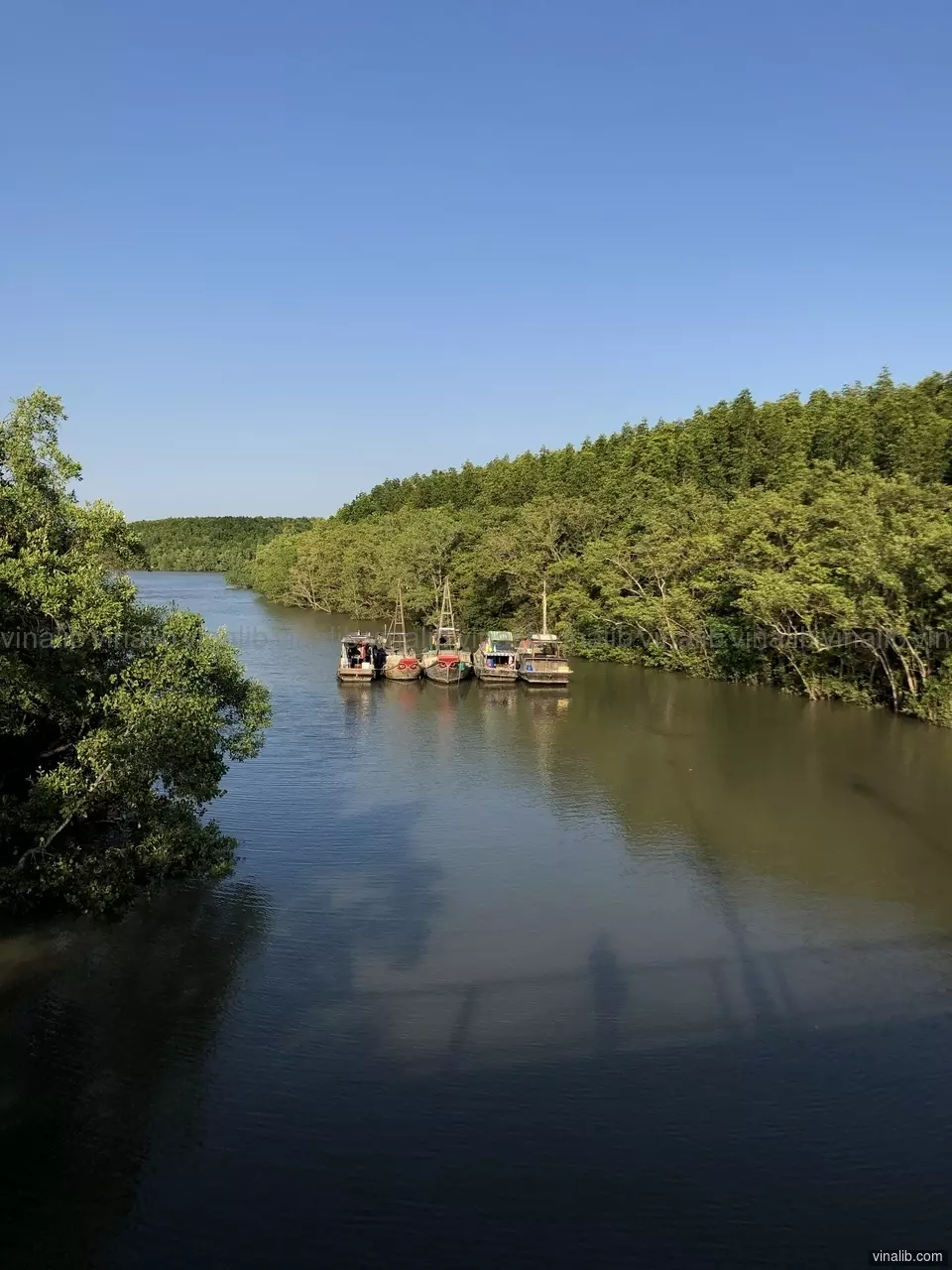 View of the mangrove, Can Gio, HCM - Vinalib Stock Pictures