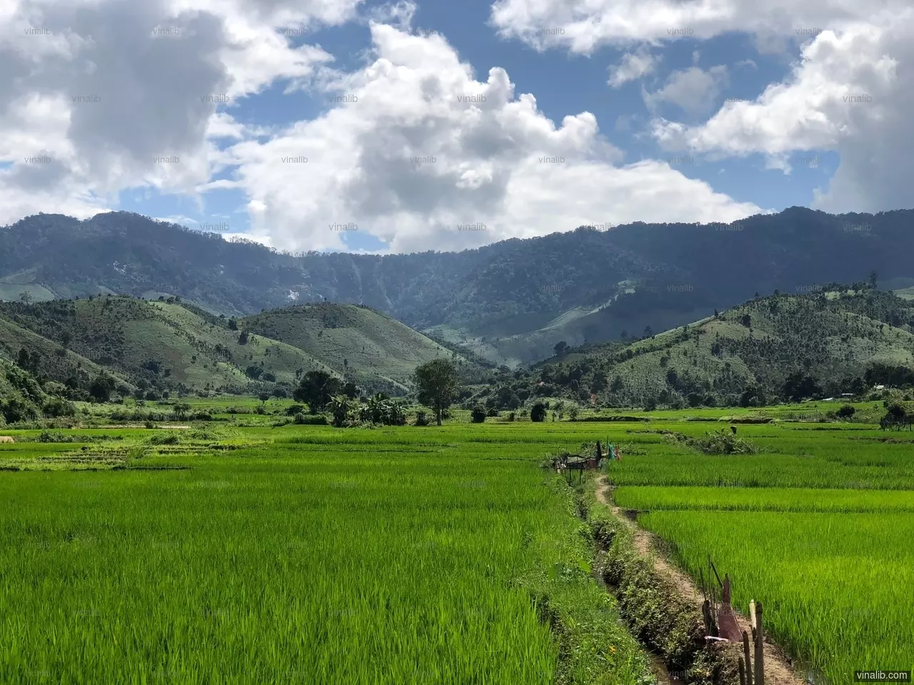 A green valley, Kon Tum - Vinalib Stock Pictures