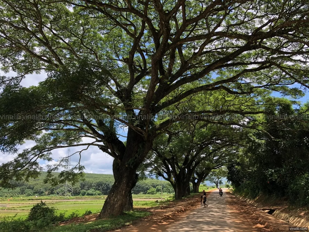 Old trees, Kon Tum province - Vinalib Stock Pictures