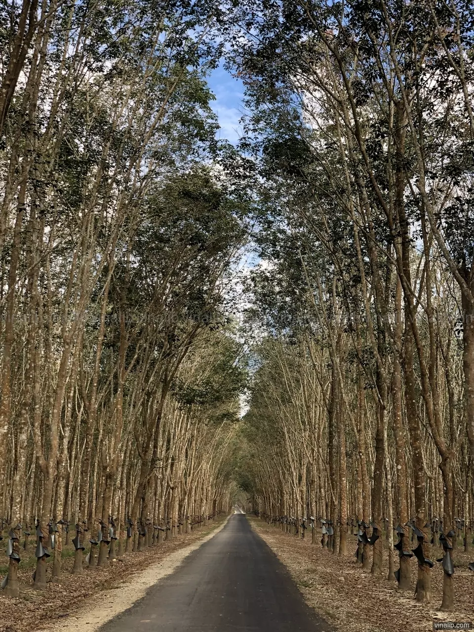 In the rubber plantations - Vinalib Stock Pictures