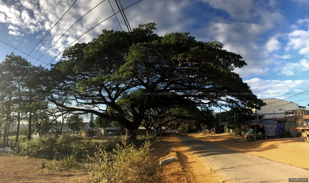 Old tree - Vinalib Stock Pictures
