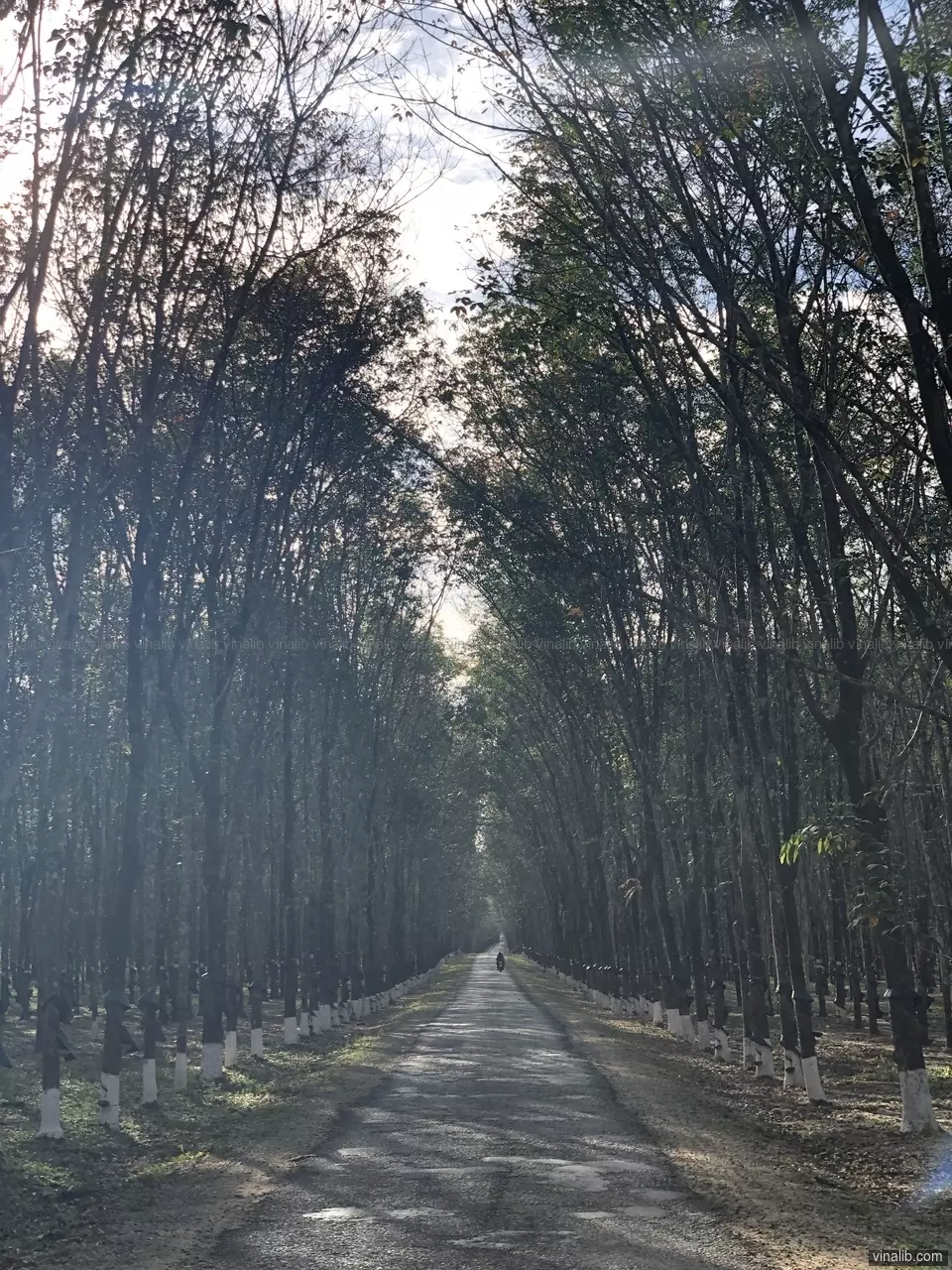 Rubber trees plantation - Vinalib Stock Pictures