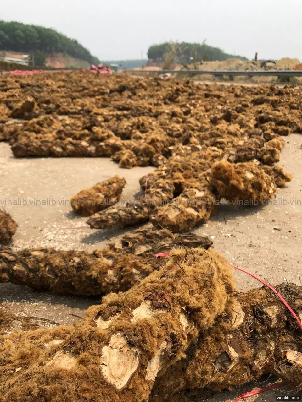 Cibotium (cu li) drying on the road, Ngoc Hoi district - Vinalib Stock Pictures