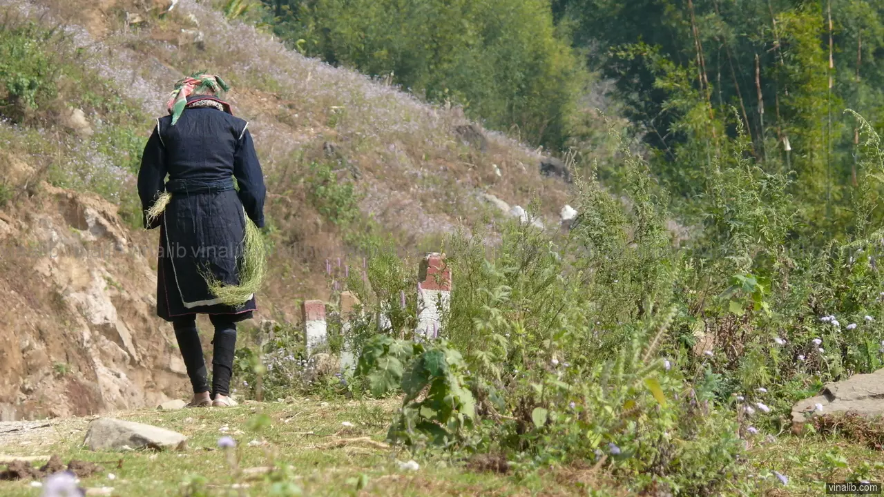A Solo Walk in the mountains of Lao Cai - Vinalib Stock Pictures