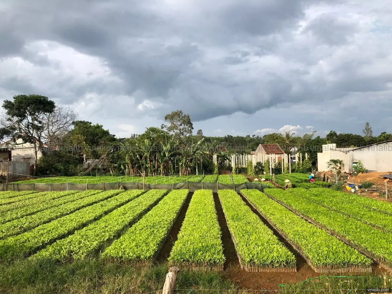 Tea farming, Phu Yen Highlands - Vinalib Stock Pictures