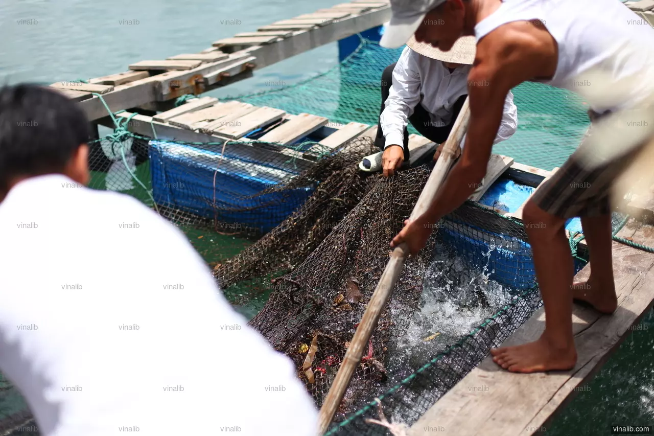 Very fresh seafood - Vinalib Stock Pictures