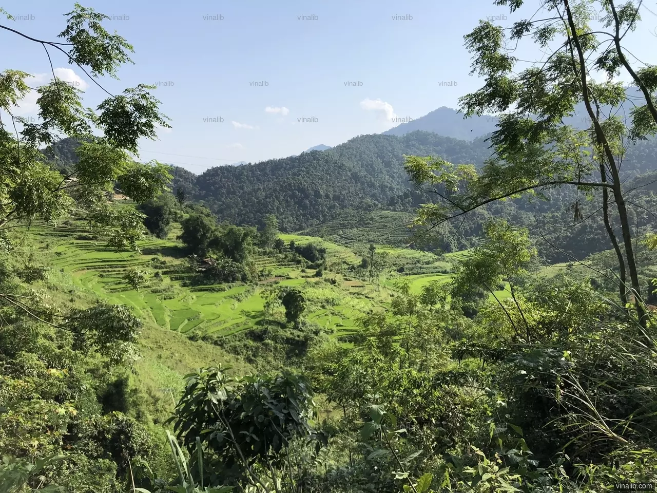 Green, Thuong Nong commune, Na Hang district - Vinalib Stock Pictures