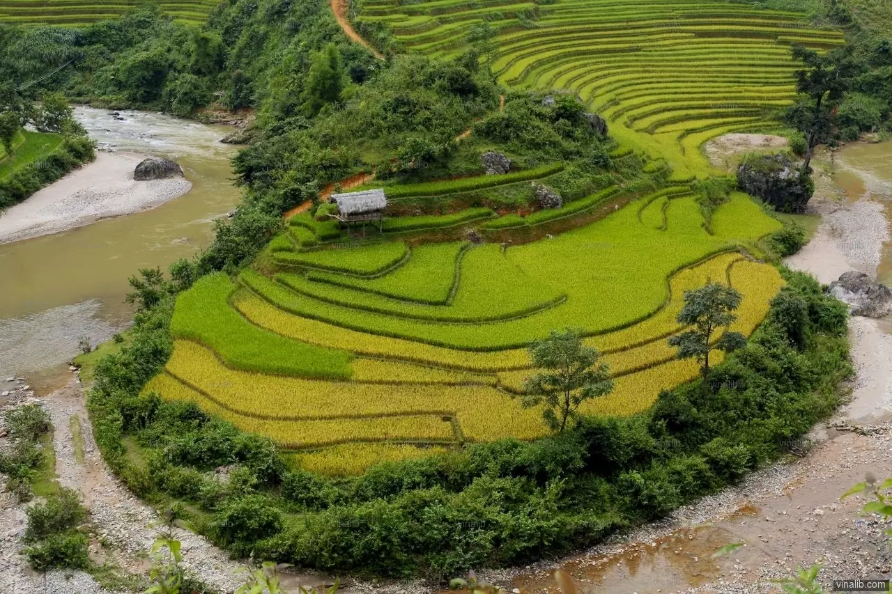 Mu Cang Chai, 2012 - Vinalib Stock Pictures